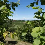 Villa Casa Di Mia Zia Bed & Wine - Uve